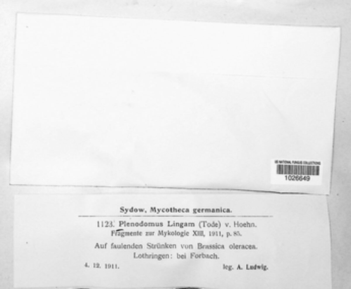 Leptosphaeria maculans image